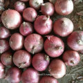 Export Standard Quality of Fresh Red Onion 5-7cm